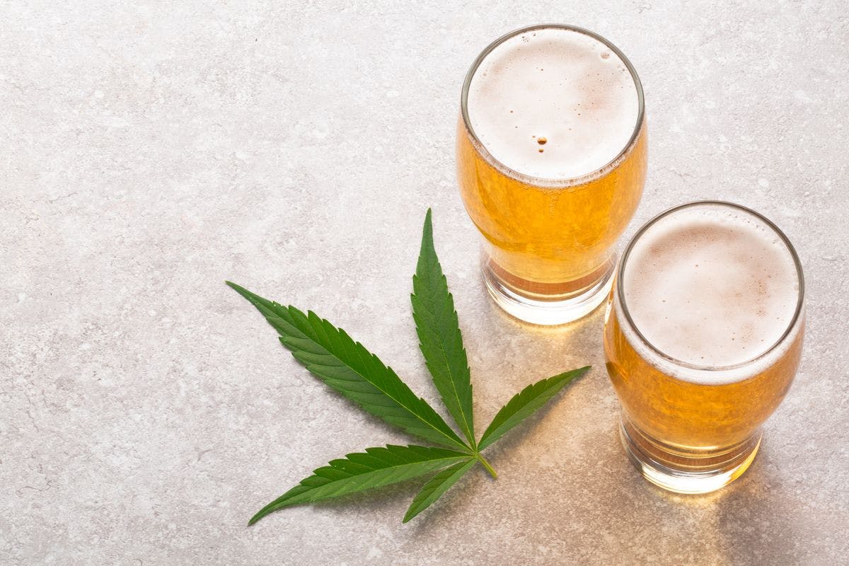Cannabis infused Beer to get you high. Edibles are a popular way to get high without actually smoking. Since legalization of Marijuana in Canada, Uruguay and some US states, LP’s and companies are looking for different ways to provide consumers with a smoke-free high. By Sarah Pender via iStock