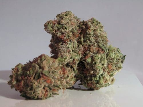 macro of cannabis bud