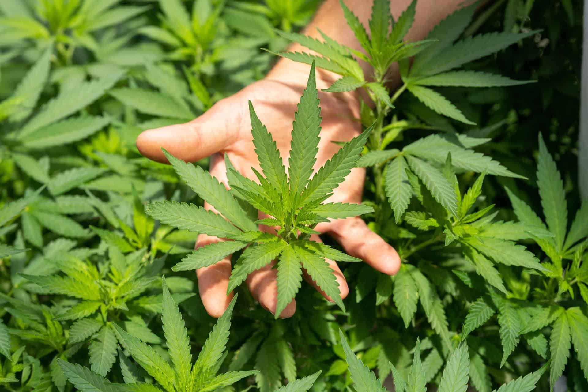 person holding hemp plant