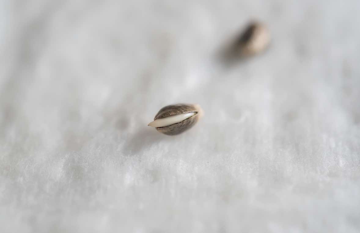 germinate weed seeds