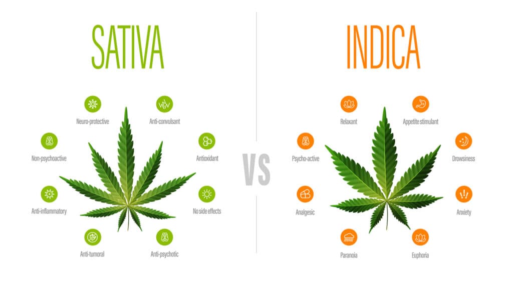 Sativa vs indica, white information poster with difference of indica and sativa