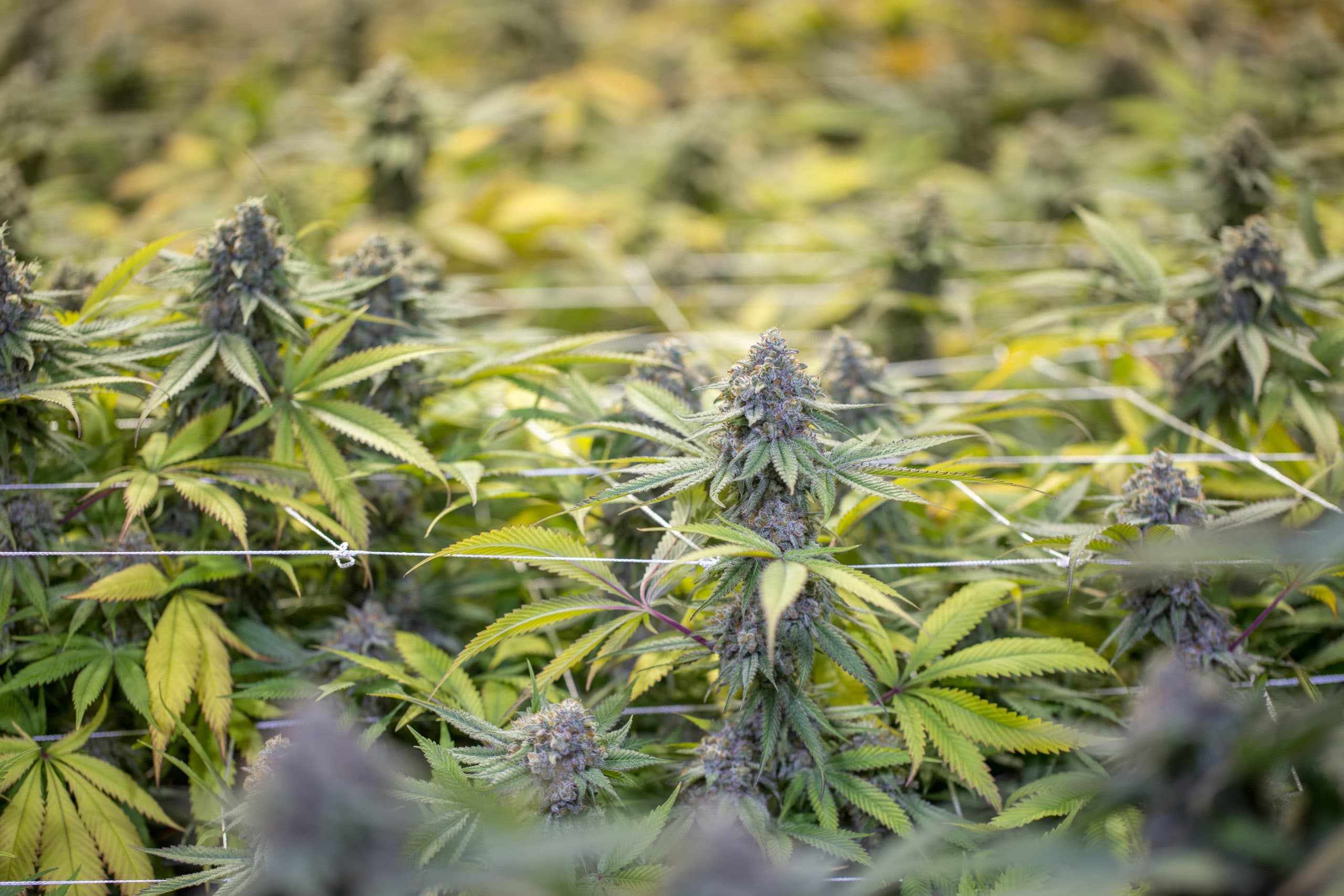 Macro shot of an cannabis grow operation of Blackberry Kush flowering cannab