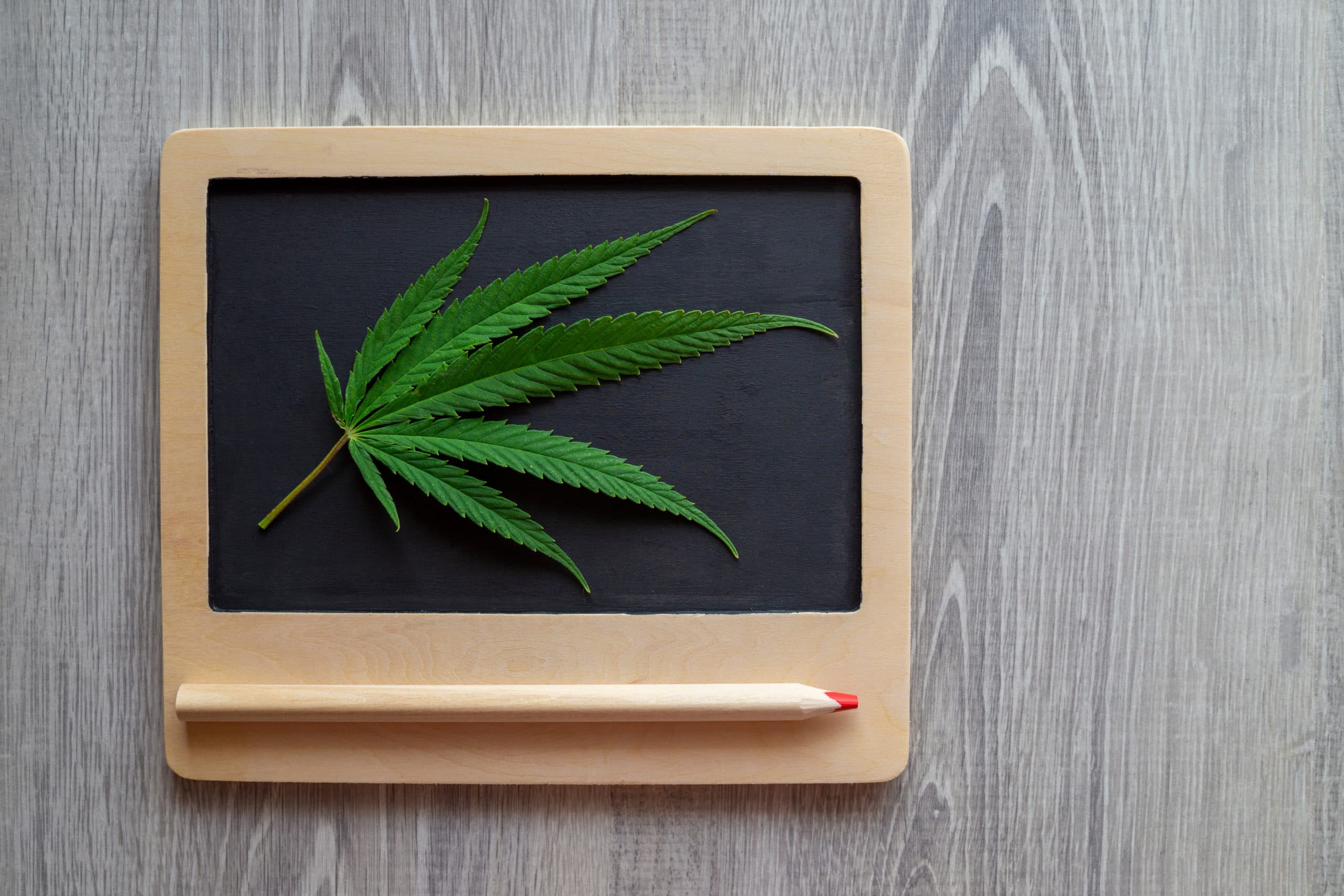 fresh cannabis leaf on chalkboard to demonstrate Advocacy Group Releases State Medical Cannabis Report Cards