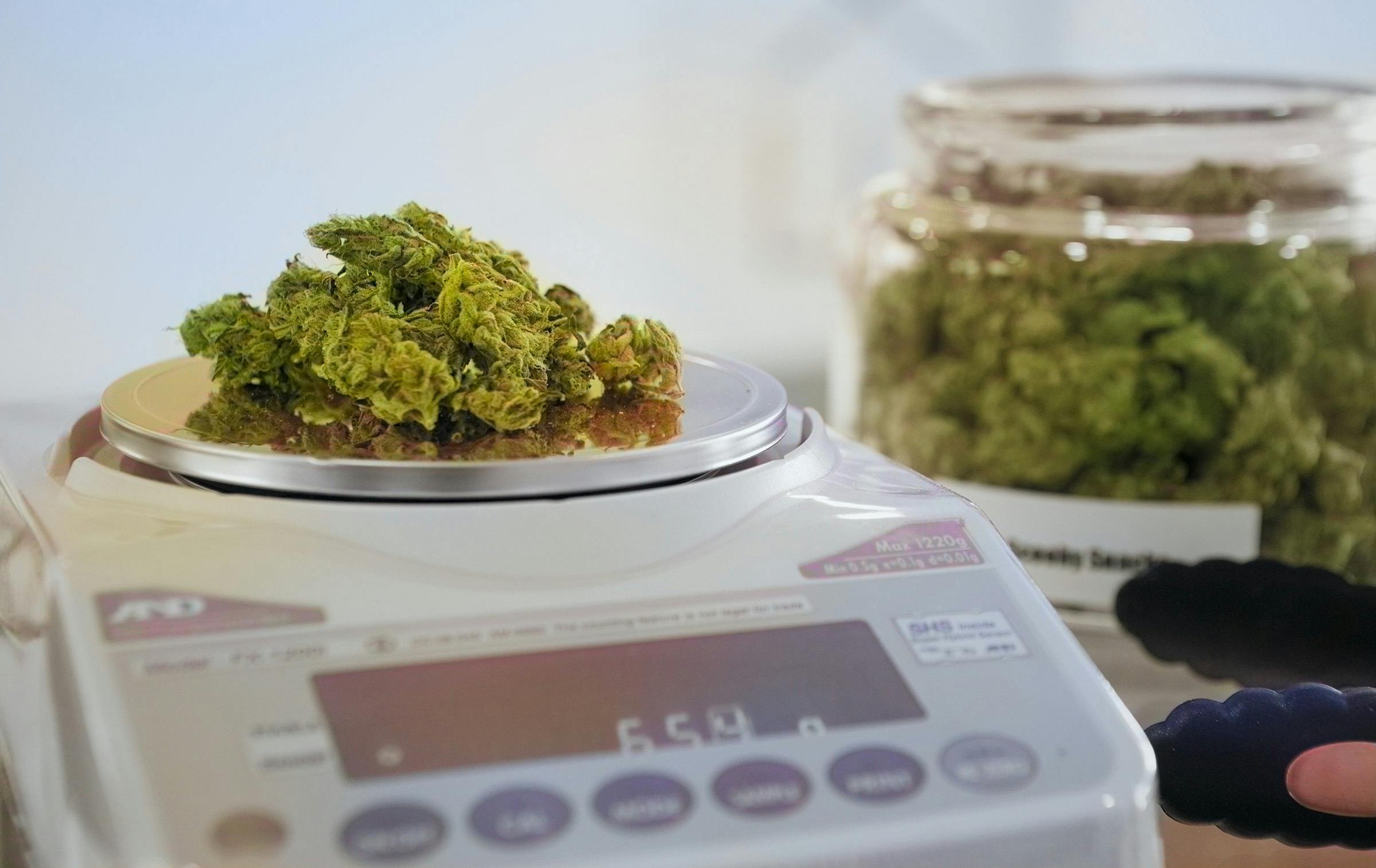dried cannabis flower being weighed on a scale