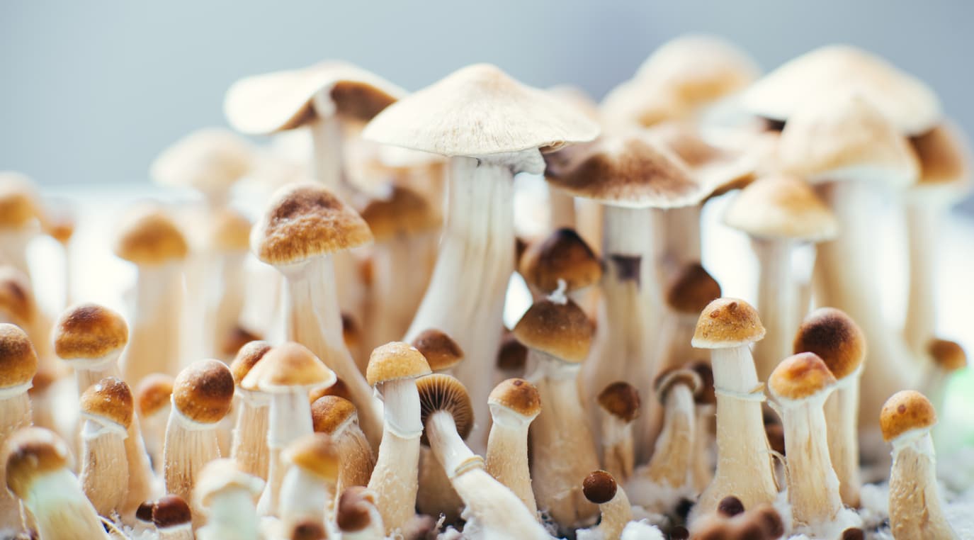 psilocybin mushrooms