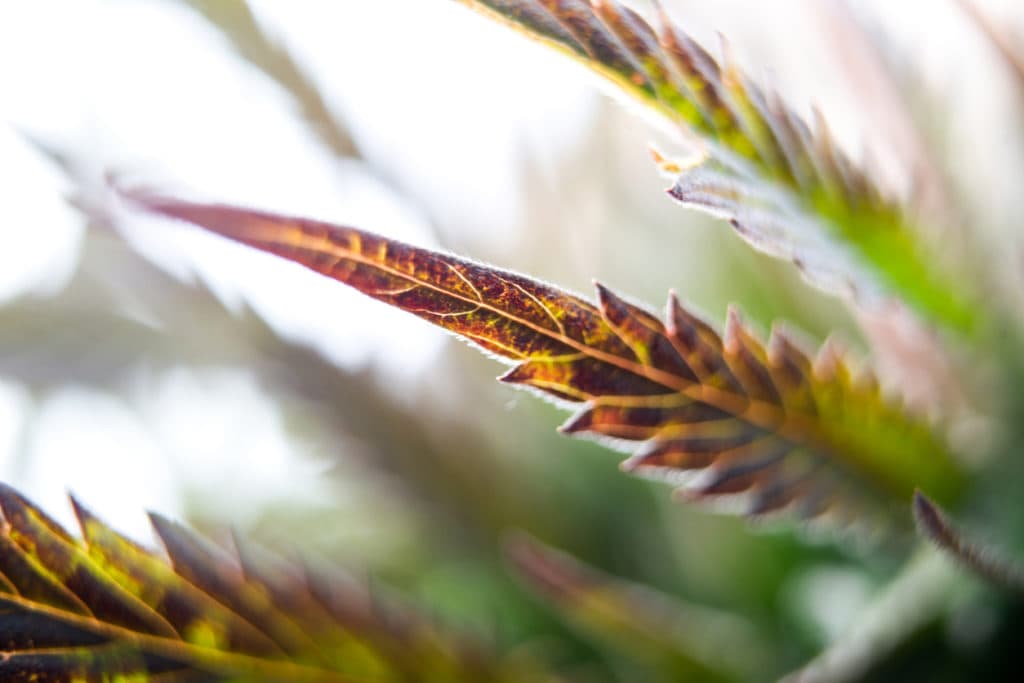 leaf of marijuana plant