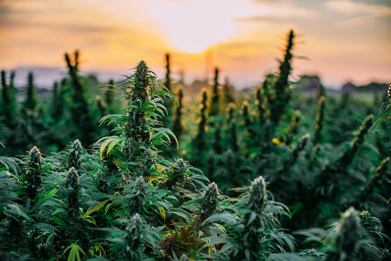 Herbal Cannabis Plants at a CBD Oil Hemp Marijuana Farm in Colorado