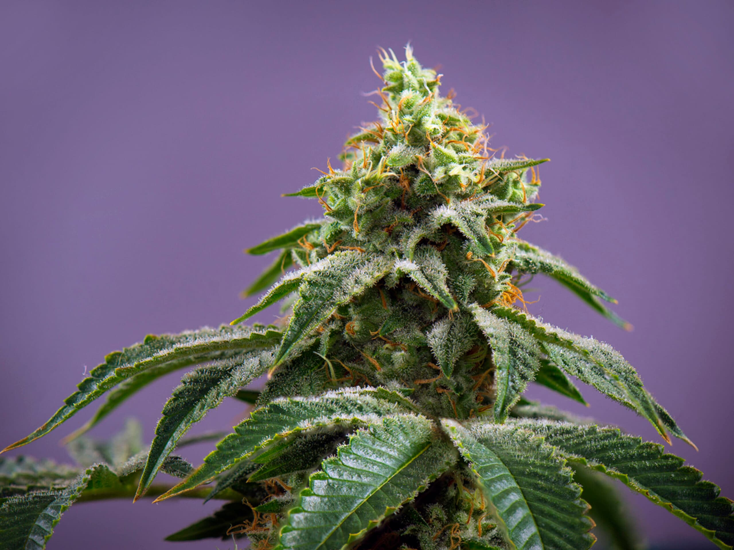 Detail of Cannabis cola (fire creek marijuana strain) with visible hairs and leaves on late flowering stage - isolated over purple background