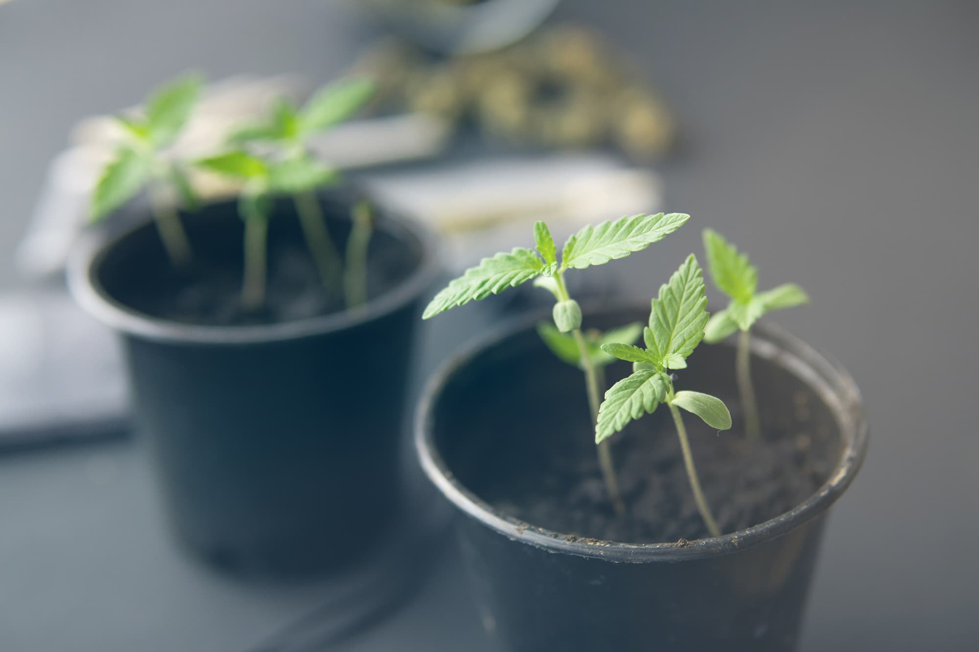 Marijuana cultivation concept. Hemp weed indoor grow. Cannabis seedling on a black background. close up. With light tinted