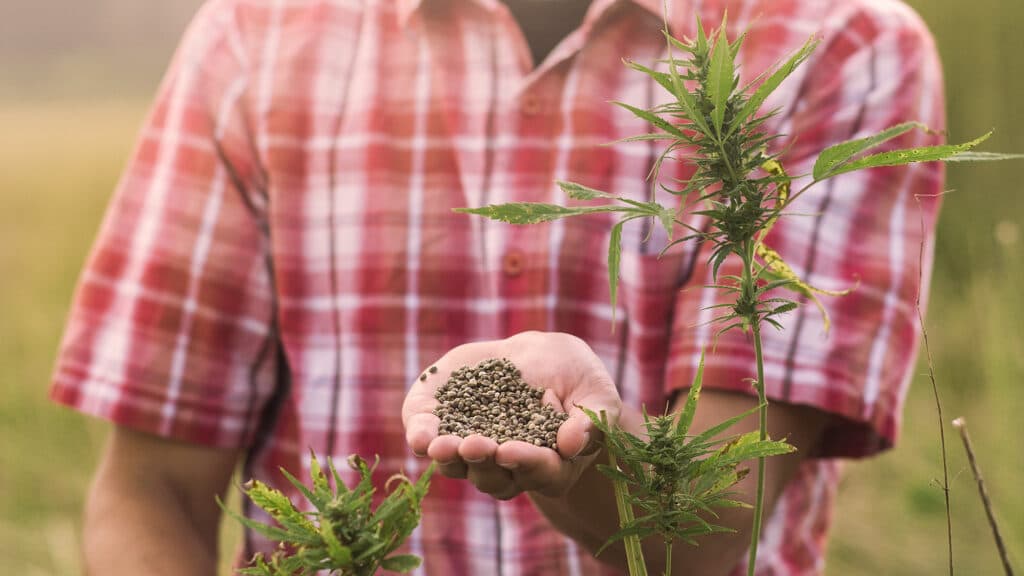 Hemp farmer holding Cannabis seeds in hands on farm field outside.