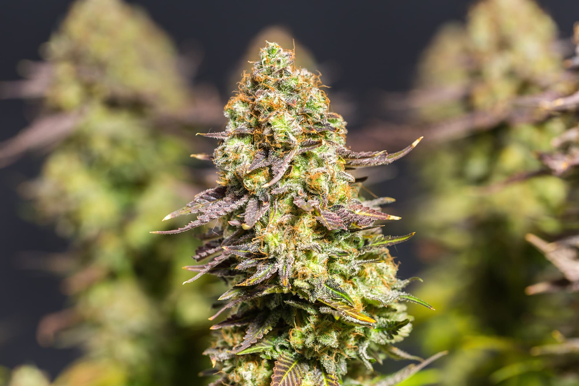 Close up shot of a cannabis plant blossom in front of a black ba