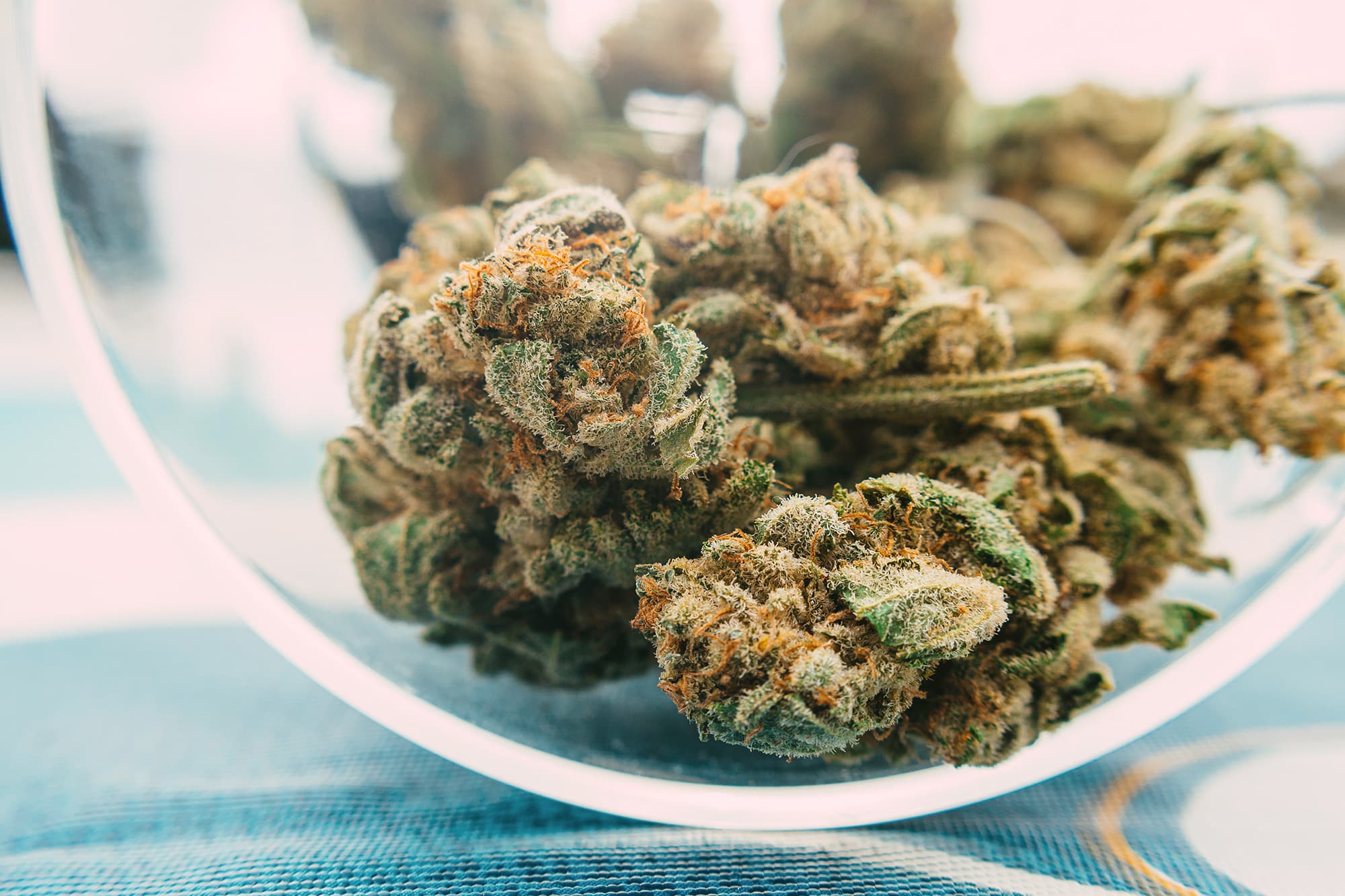 A closeup shot of a cannabis bug laying in an open jar