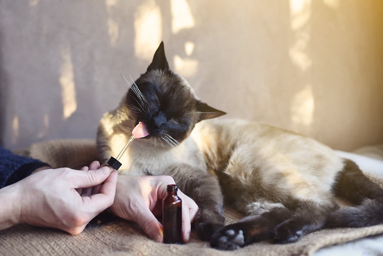 Man giving CBD oil to his feline pet at home as treatment