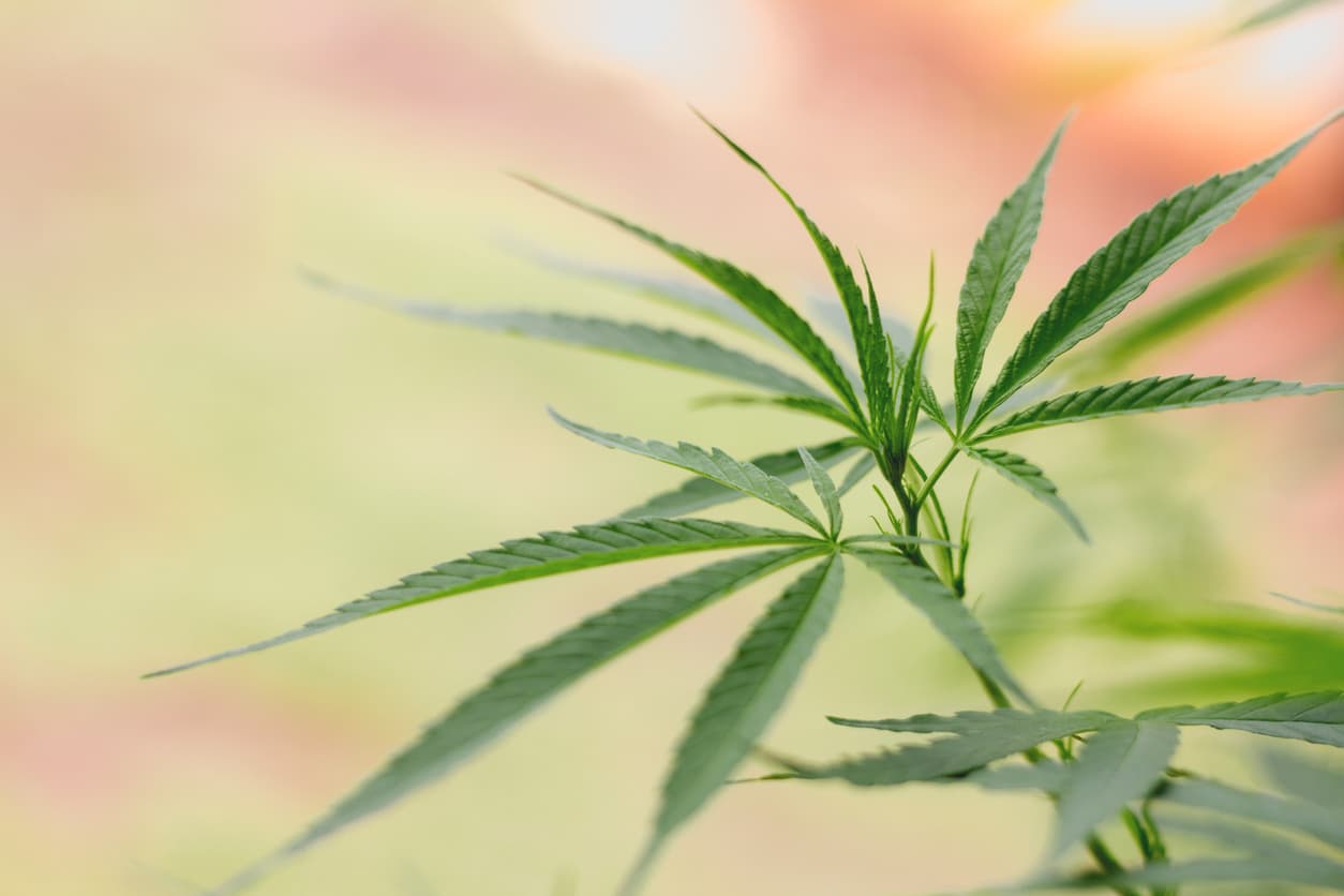 closeup on fresh green marijuana plants, cannabis on a dark background,