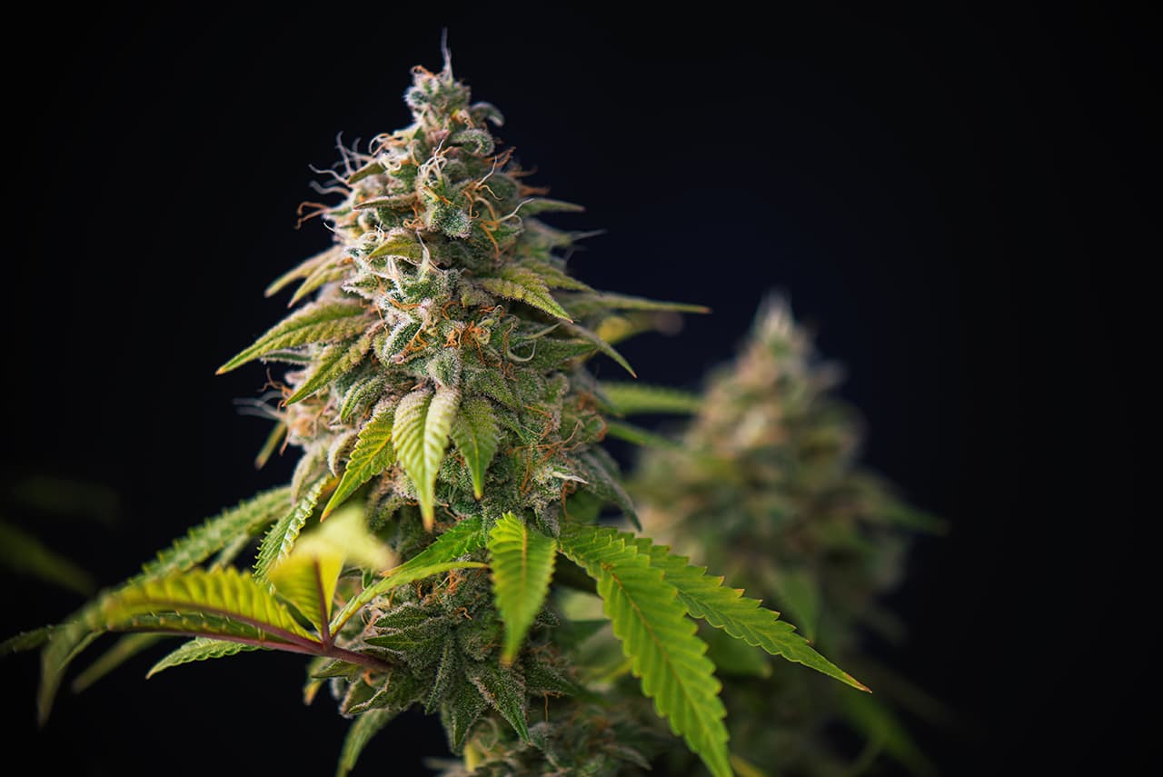 Detail of cannabis cola (Thousand Oaks marijuana strain) with visible hairs and leaves on late flowering stage - isolated over black background