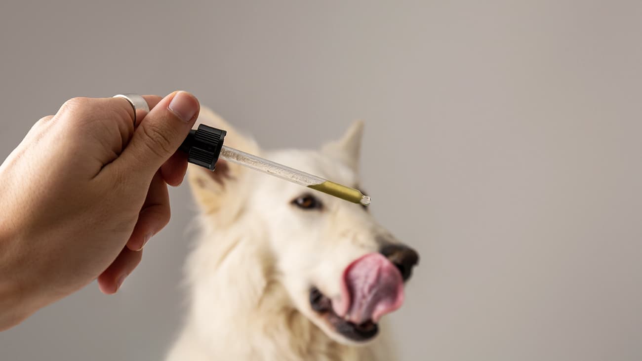 Dog taking CBD hemp oil. White Swiss Shepherd licking cannabis dropper for anxiety treatment.