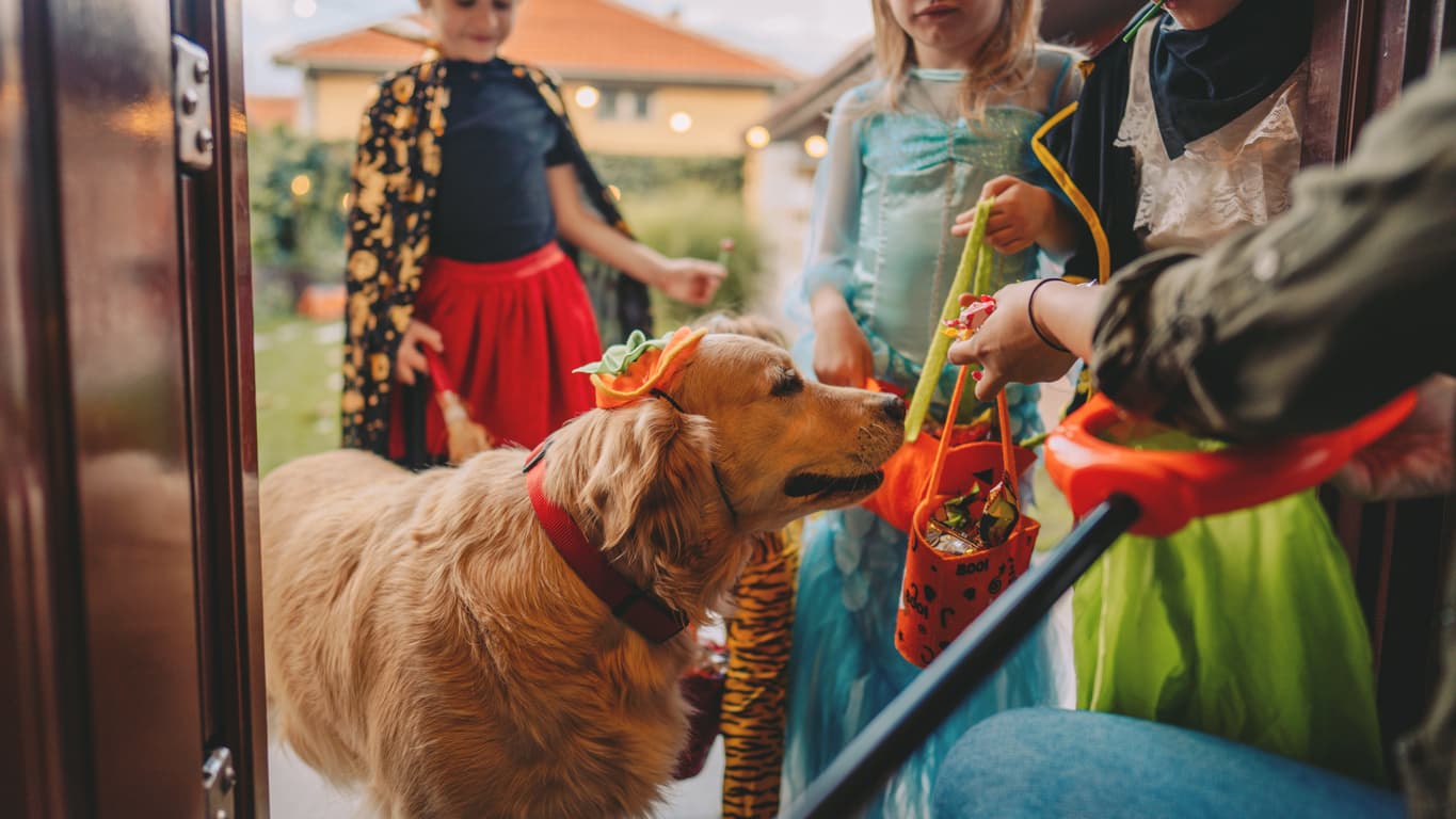 Costumed dog on a trick or treating adventure with kids