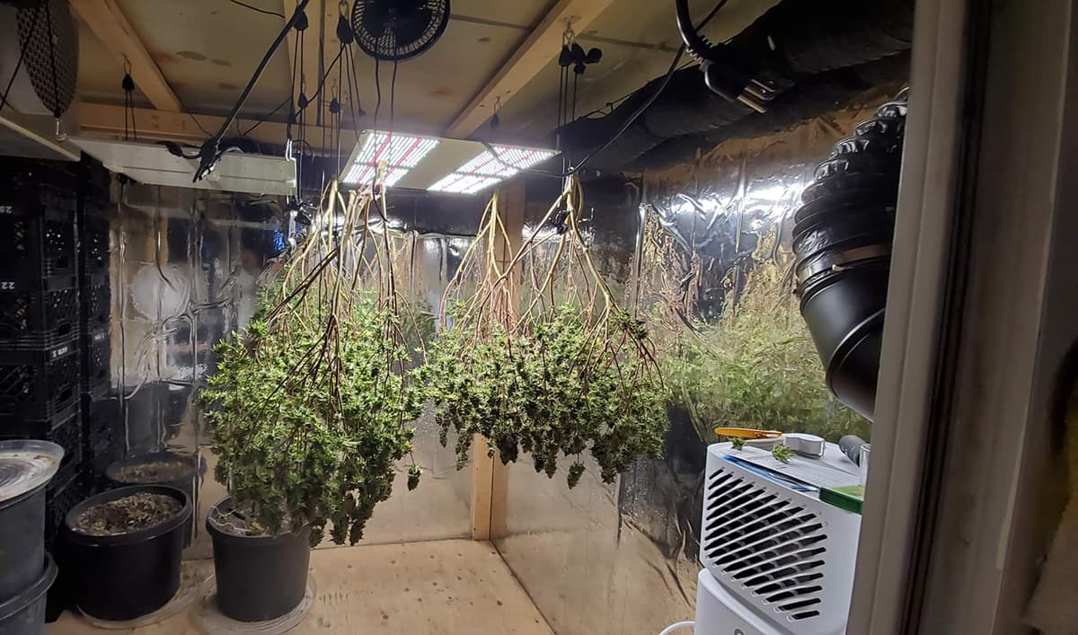 cropped cannabis plants hanging upside-down to dry