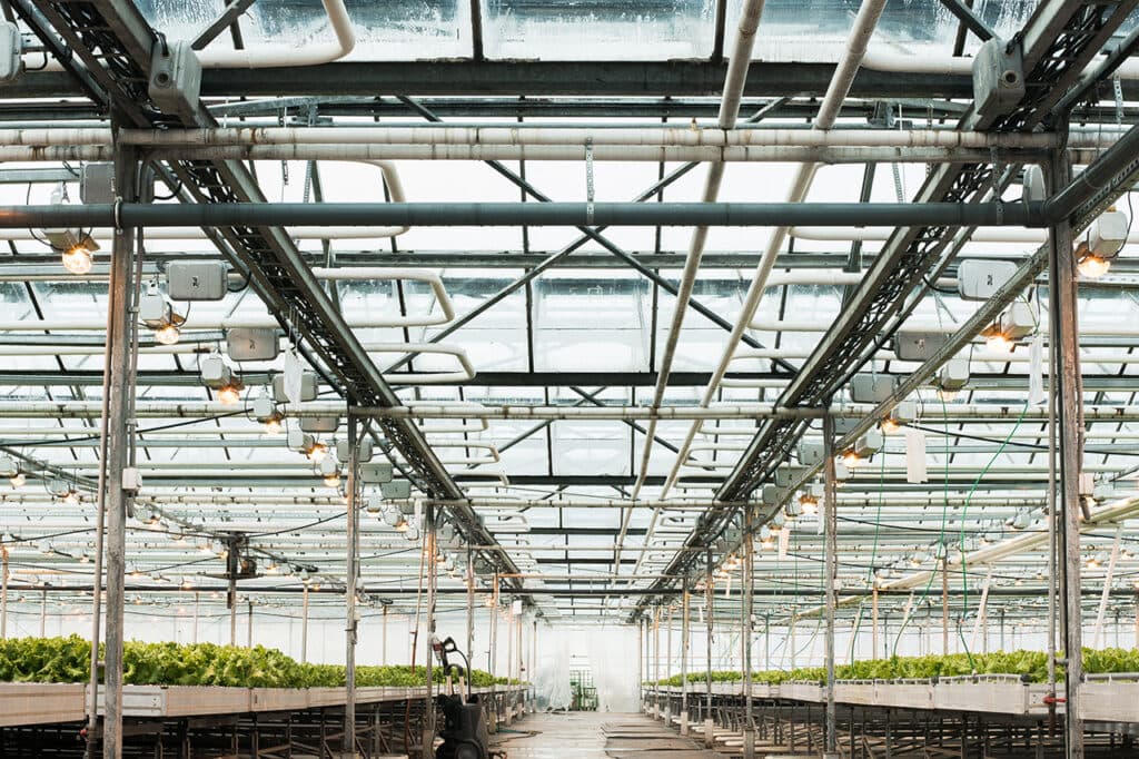 Green House and green vegetable. Young plants growing in a very large nursery