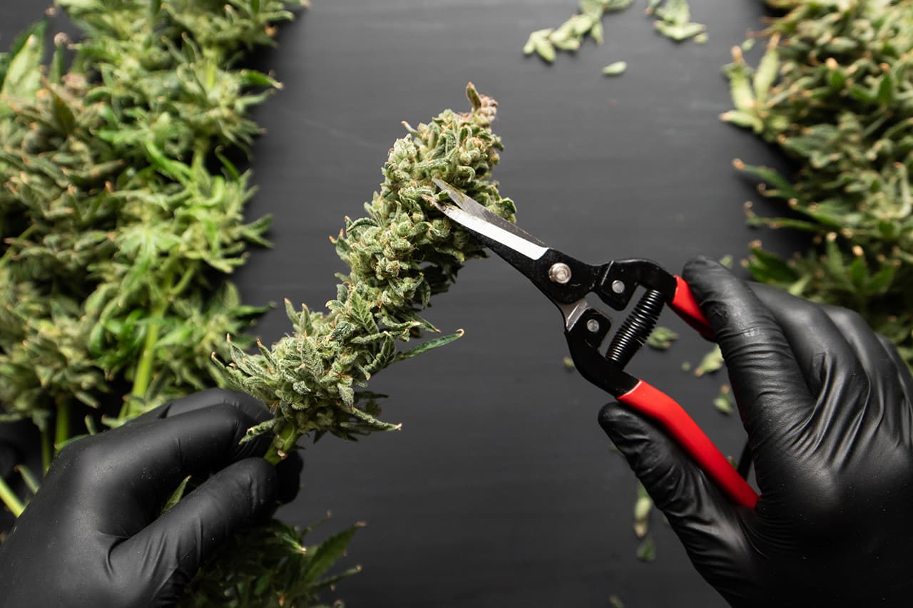 Trim before drying. Harvest weed time has come. Mans hands trimming marijuana bud.