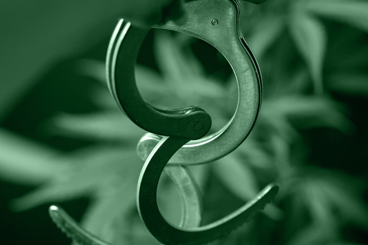 Man holding handcuffs in front of marijuana leaves closeup. Illegal cannabis plantation and imprisonment abstract