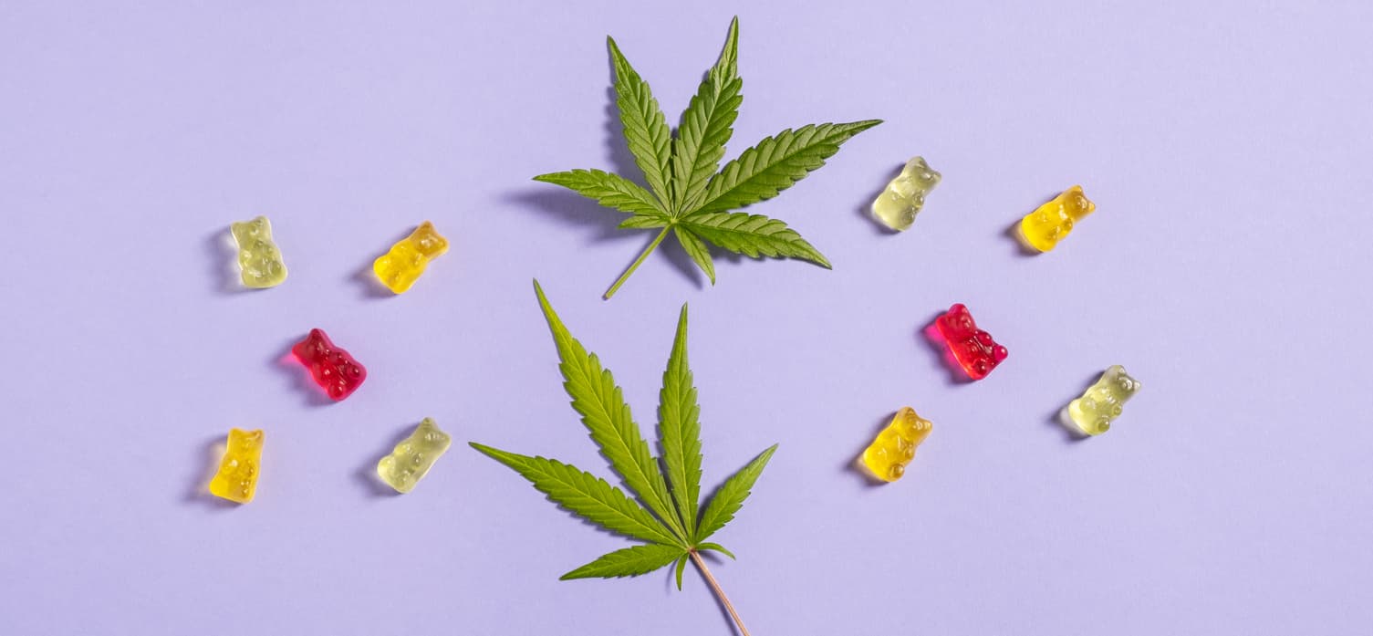 Top view flat lay gummy bears and cannabis leaves on light violet background.