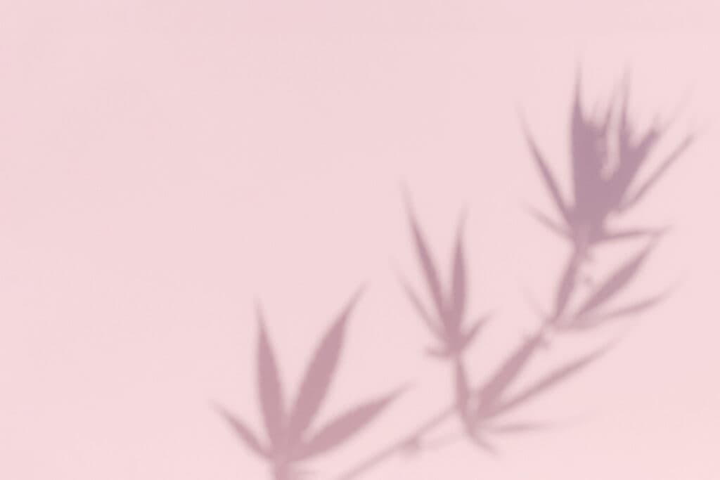 Plant shadow and marijuana leaves branch background. Nature cannabis branch, dark shadow and light from sunlight dappled on a pastel pink background.