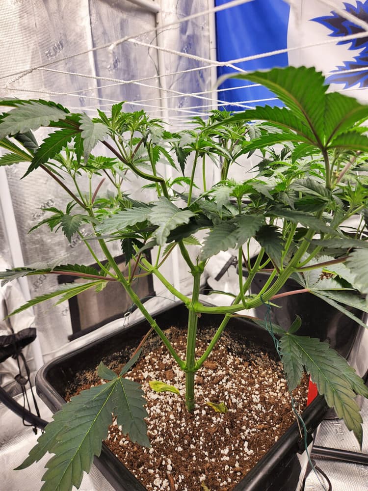 How To Transplant Weed Plants Like a Pro