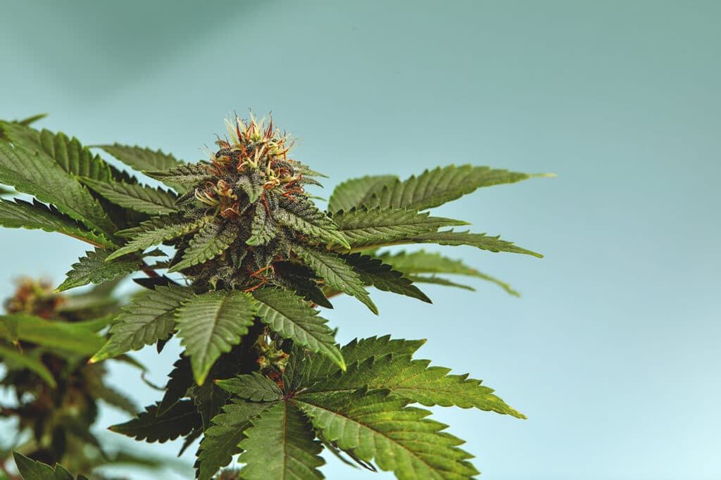 Close-up of a marijuana buds flower isolated on a light blue background. Cannabis can help manage chronic pain, nausea, and vomiting resulting from chemotherapy treatment. Medical and business concept.