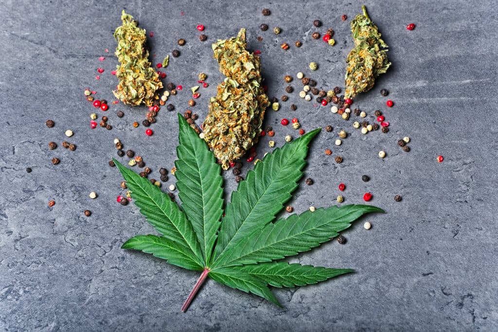 Cannabis buds and leaf with red color pepper. Caryophyllene terpene concept on grey background. Top view.