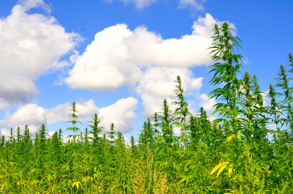 industrial hemp