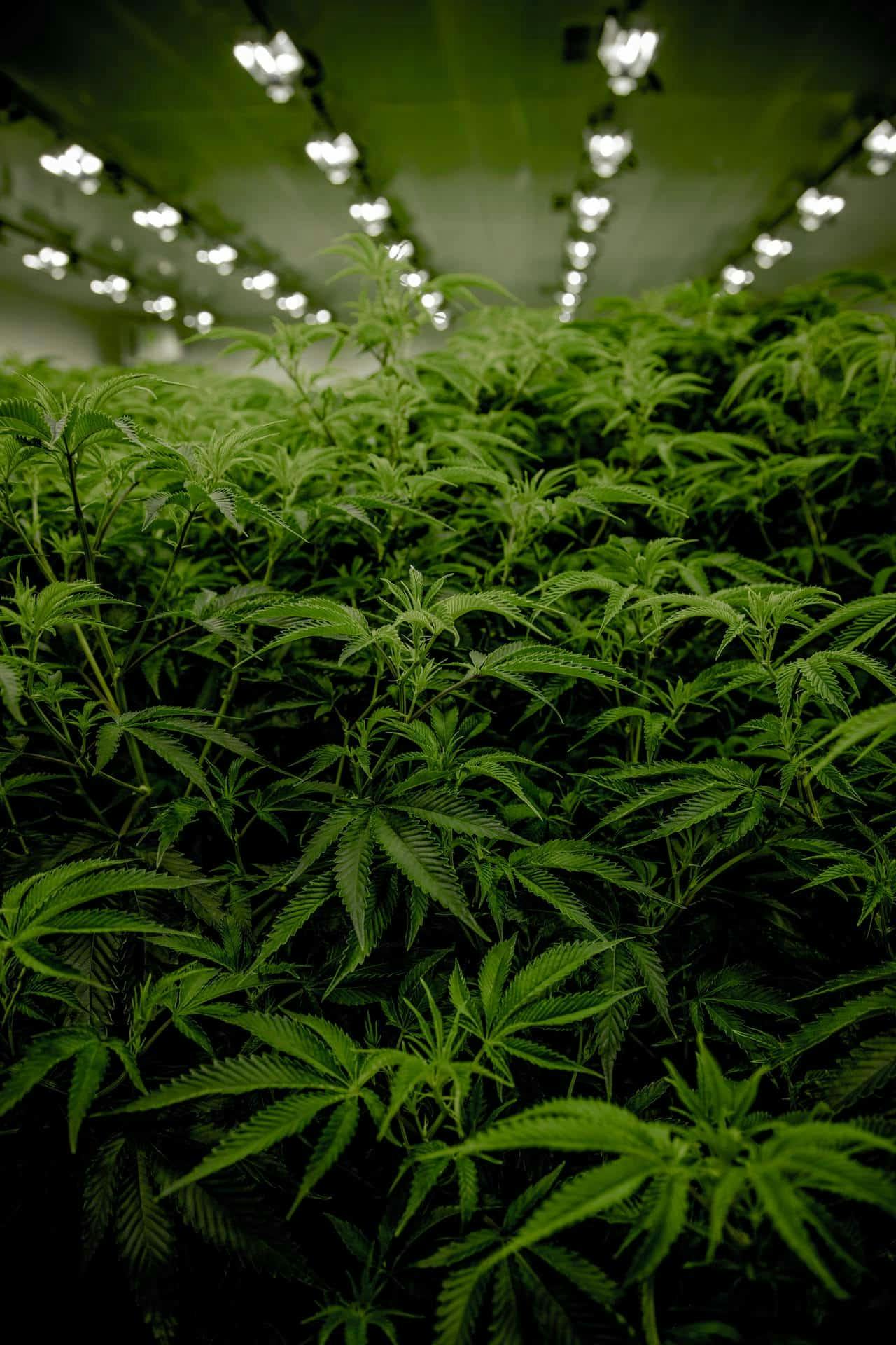 photo of weed plants at a plant farm