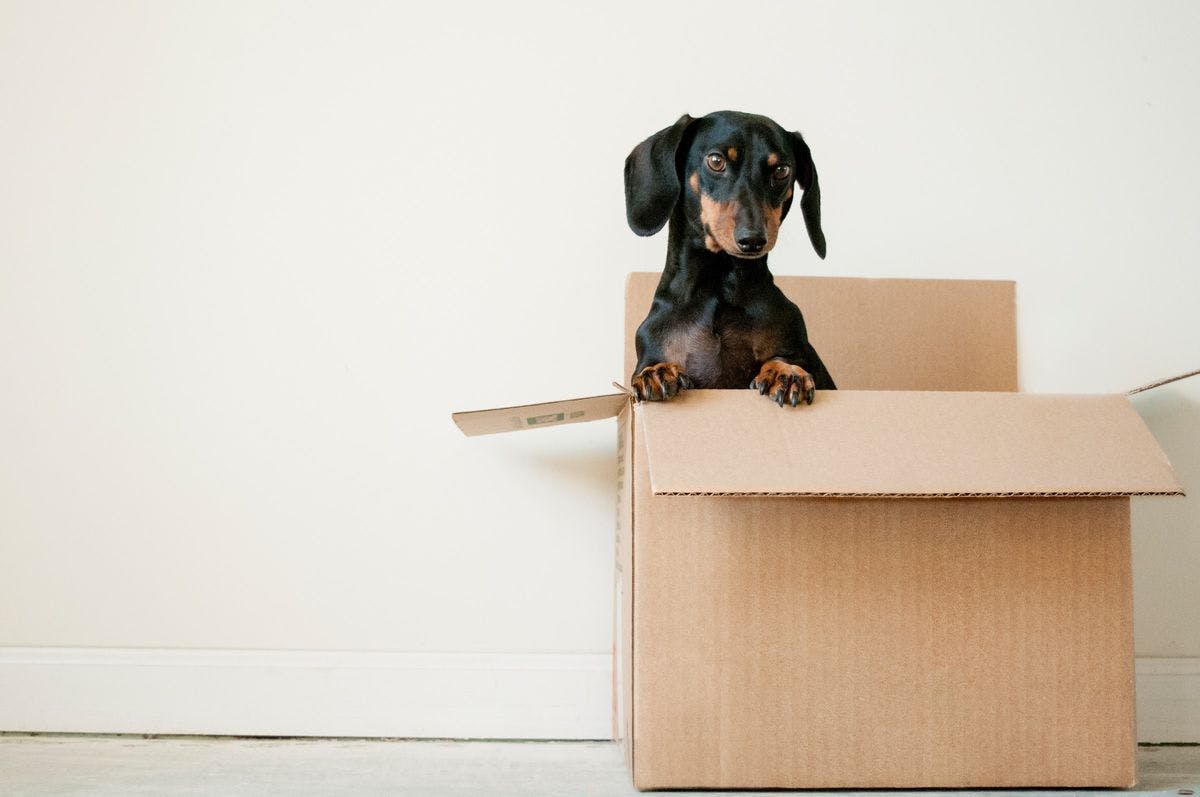 A small dog inside a moving box. Silly dog, you don't belong in there! Photo by Erda Estremera via Unsplash