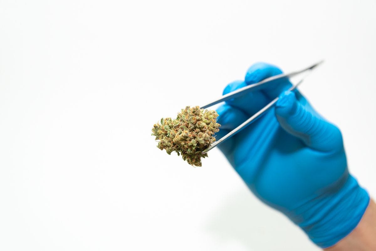 A budtender's blue-gloved hand holds a cannabis bud, by Valery_Ambartsumian via iStock