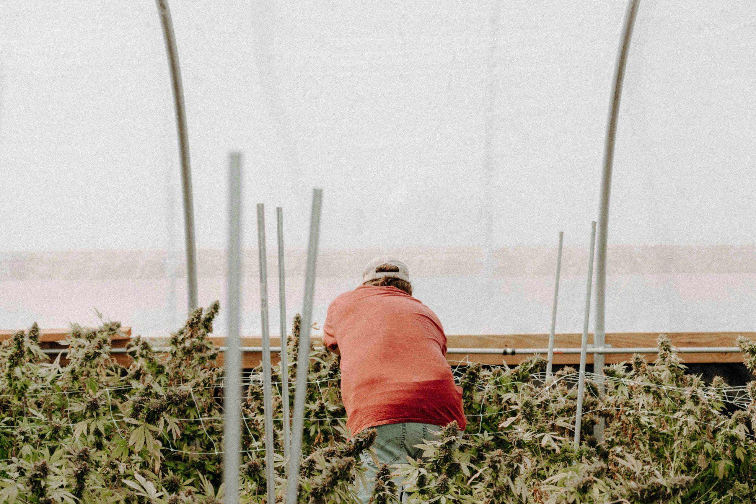 man working in greenhouse