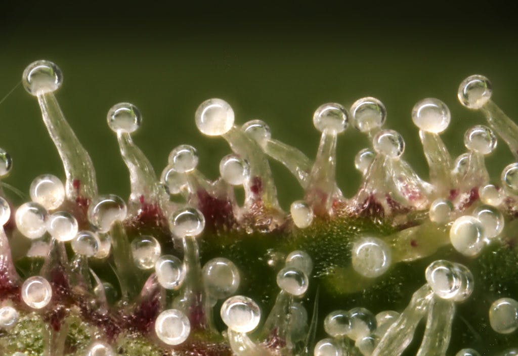 Macro photo of trichomes on a cannabis plant, by Michael Clinton via iStock