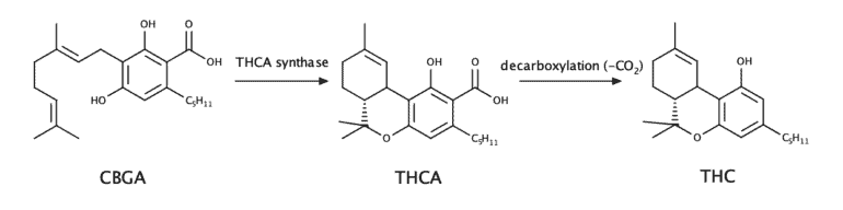 THCA chemical structure