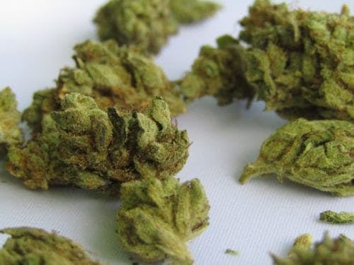 macro of cannabis bud