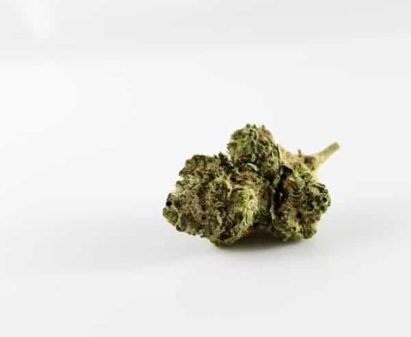 macro of cannabis bud