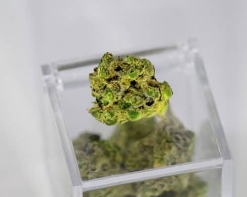 macro of cannabis bud on a glass display