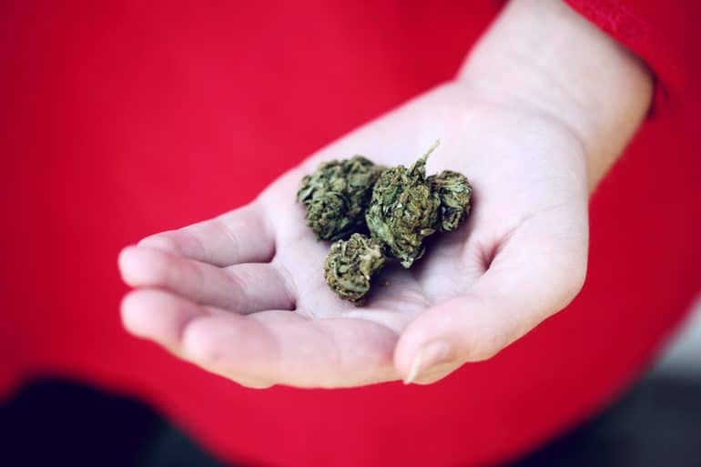 Cannabis buds in someone's hand
