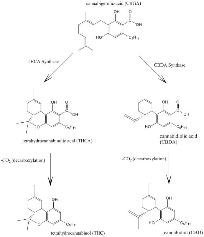 cbd and thc synthesis