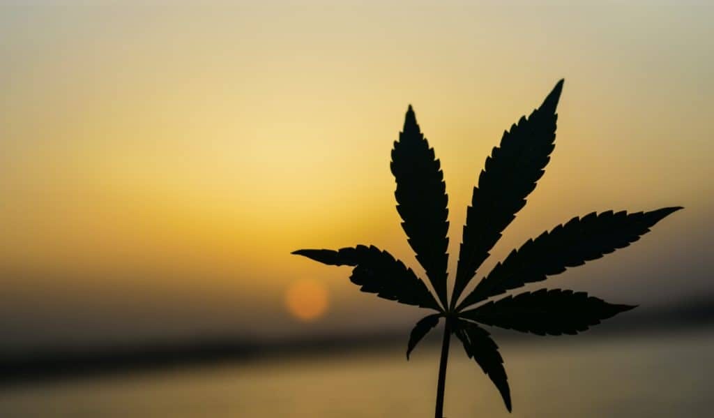 cannabis leaf in front of sunset