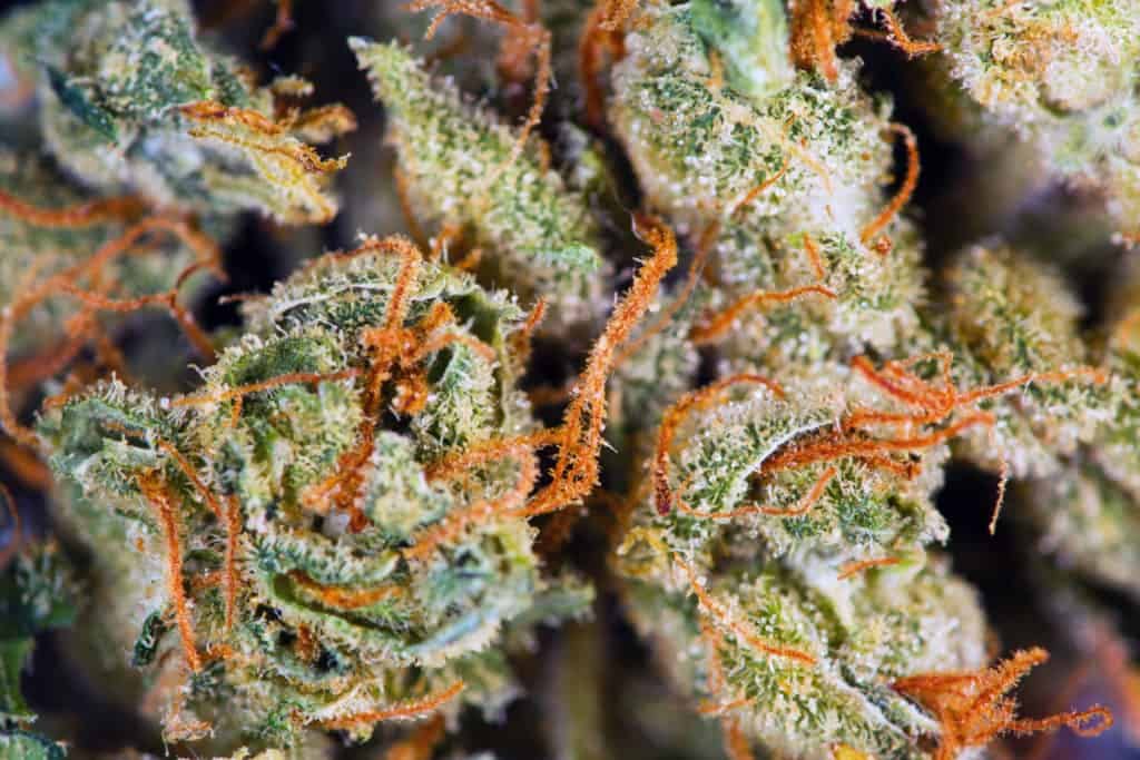 Macro of cannabis strain Harlequin