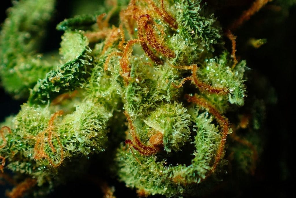 A close up photograph of a cannabis bud, by DavidCardinez via Pixabay