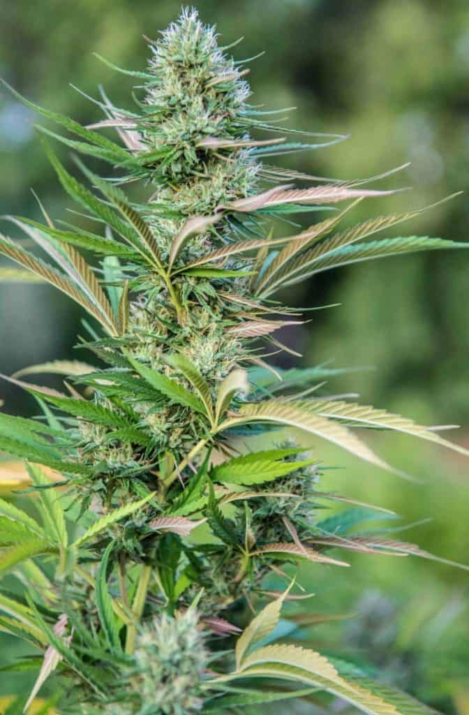 female cannabis plant