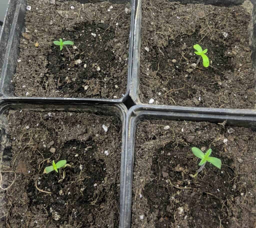 cannabis seedlings