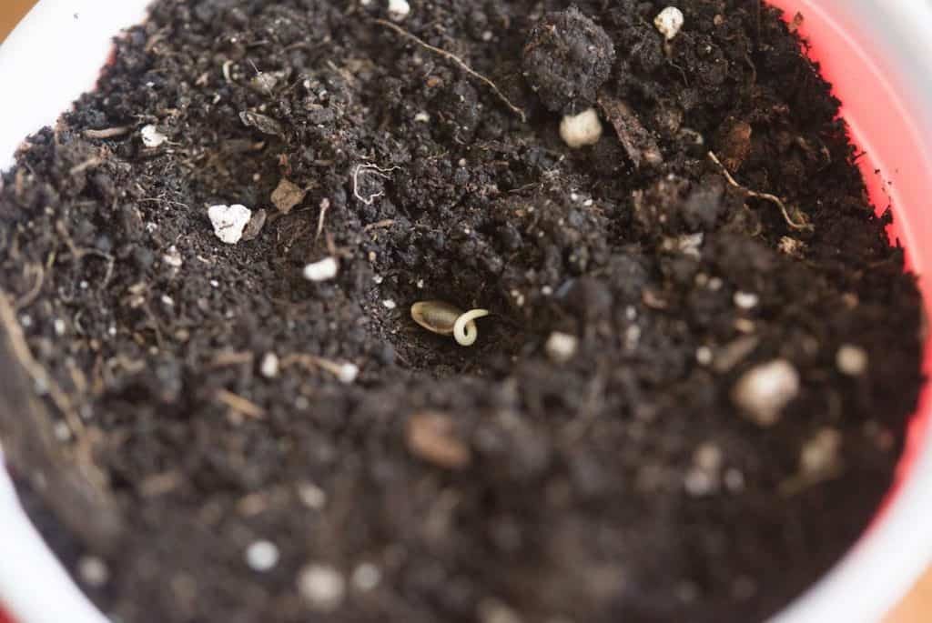 transplanted cannabis seed
