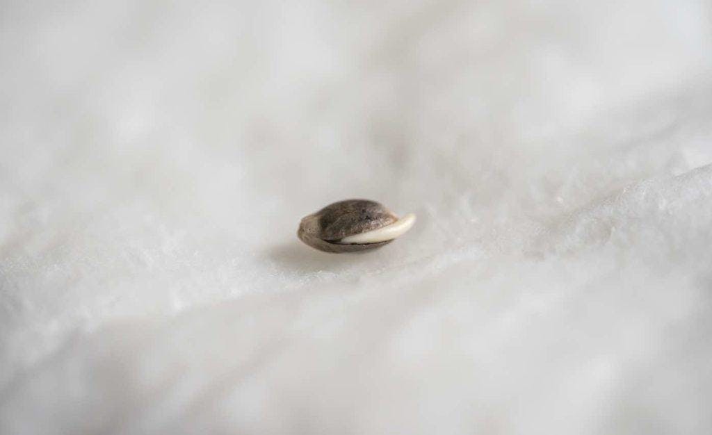 cannabis seed that has germinated