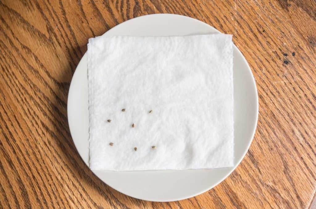 cannabis seeds laid out on moist paper towel